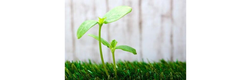 plantas
