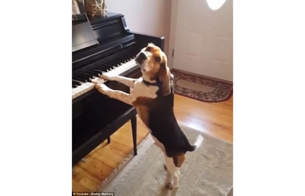buddy-beagle