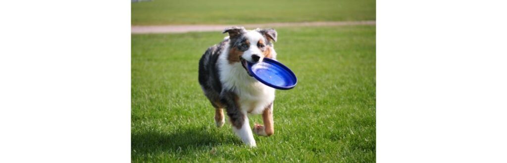 Uma das formas mais divertidas de estimular os cachorros é brincando com eles