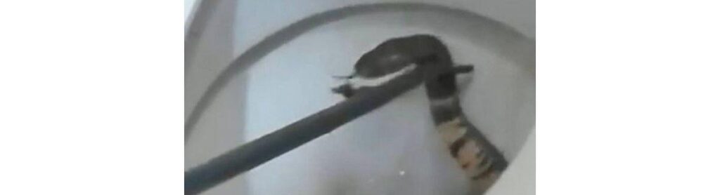 Uma cobra foi encontrada dentro do vaso sanitário