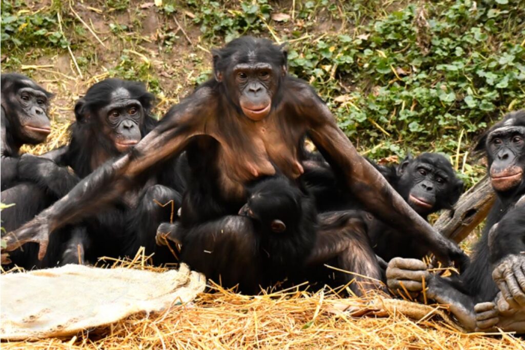 Mãe bonobo carregando seu filhote