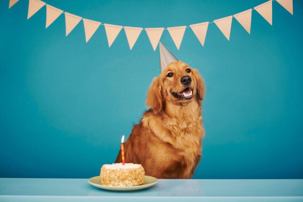 Aniversários para cachorro é uma tendência no Brasil