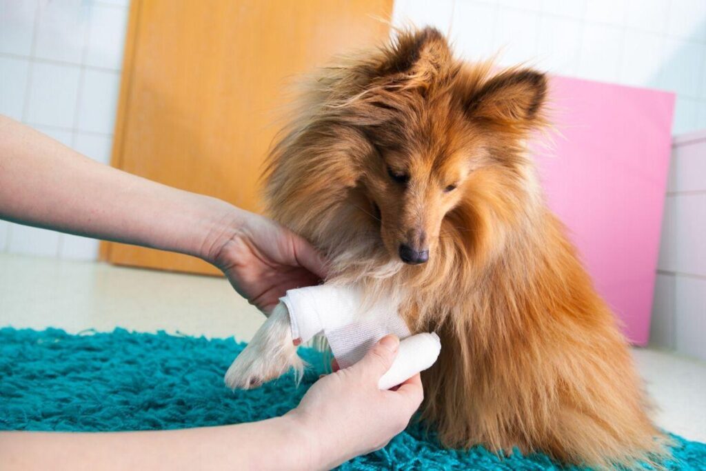 Muito criativa a ideia desse veterinário