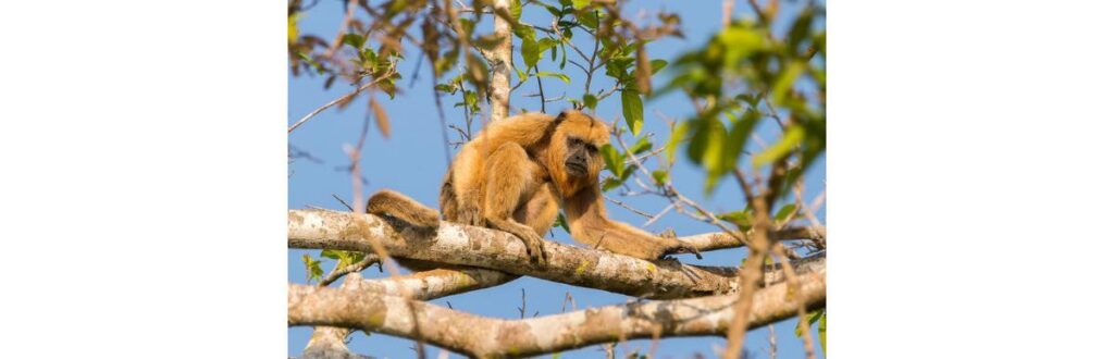 Zoológico de SP faz tour ao vivo para crianças