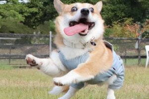 Veja as fotos hilárias desse cachorro que com certeza vão melhorar seu dia!