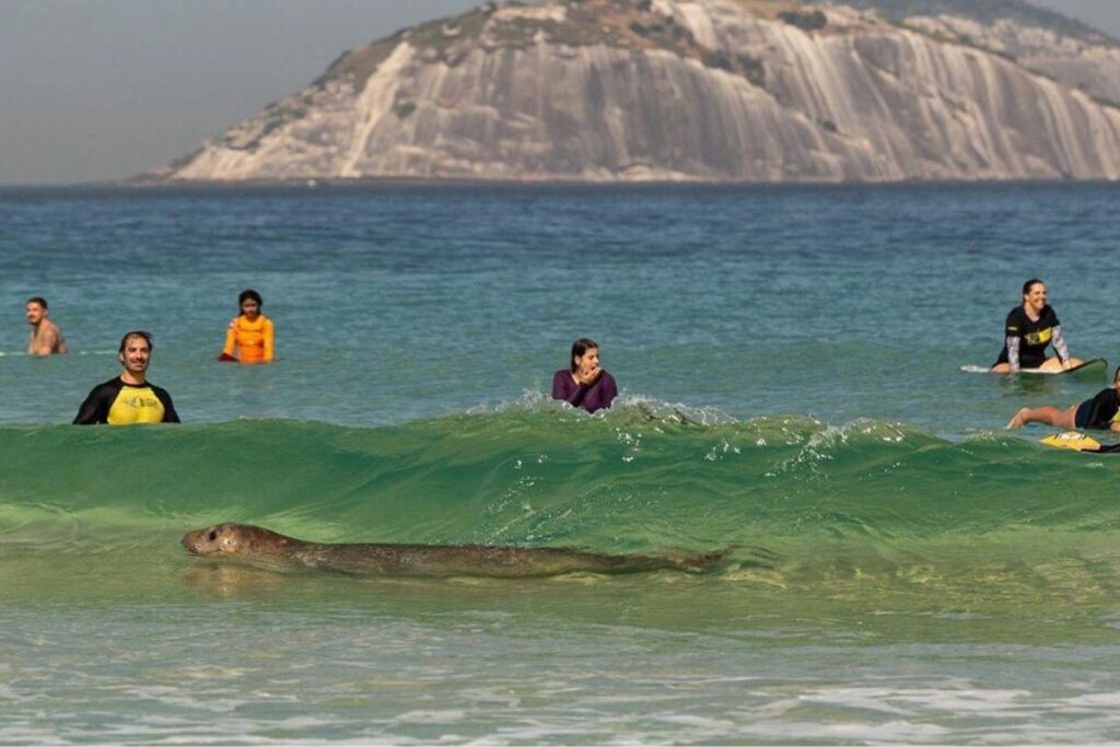 Elefante-marinho aparece na Praia de Ipanema, Rio de Janeiro