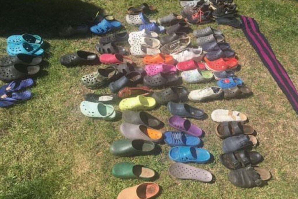 O ladrão era uma raposa