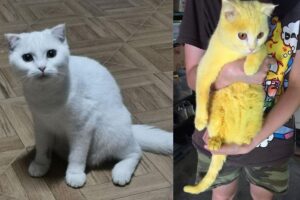 Mulher usa açafrão para “curar” micose de gato e pet fica amarelo!