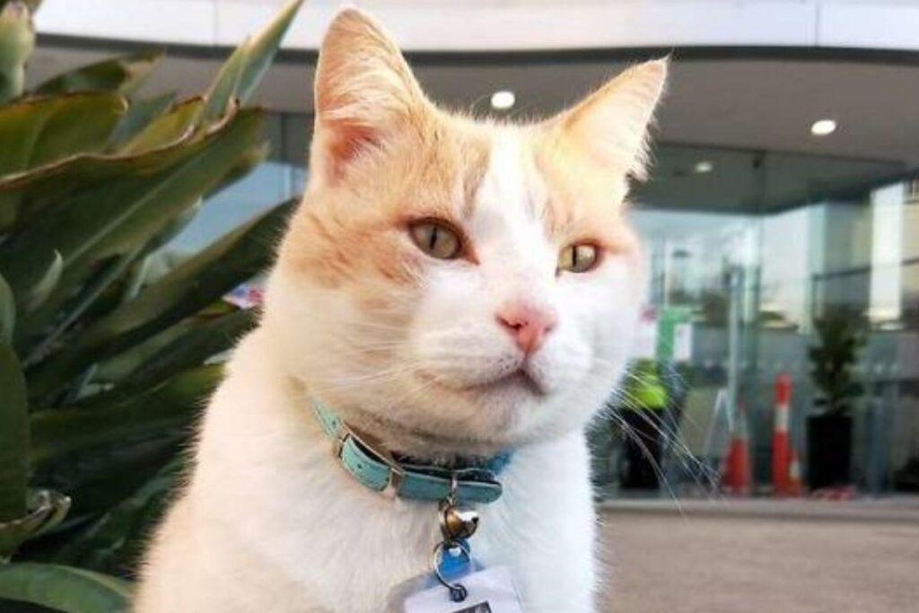 Os funcionários amam a companhia do gato