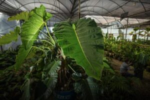Inhotim inaugura exposição virtual com Google Arts e tem imagens de tirar o fôlego