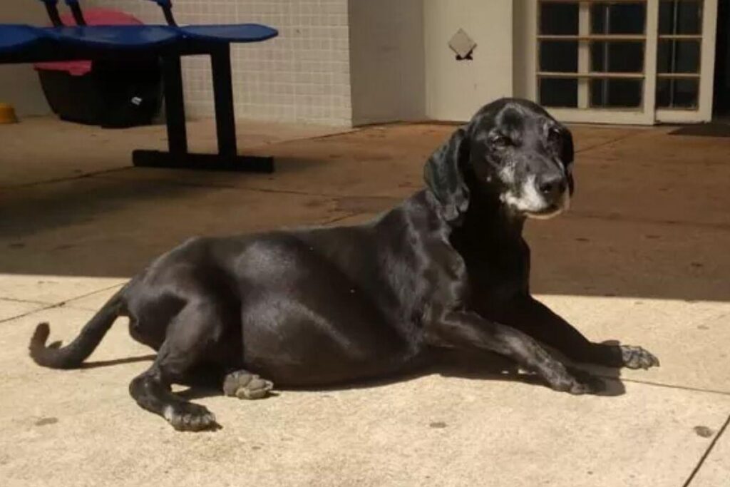 O dono do animal não sobreviveu na época