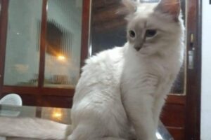A gata teve o teste positivo confirmado