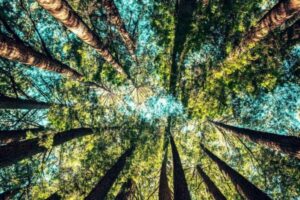 Que exemplo! Austrália vai plantar 1 milhão de árvores para ajudar a diminuir o aquecimento global