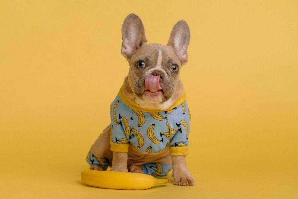 Hospital veterinário gratuito de BH oferece consultas, exames e cirurgias