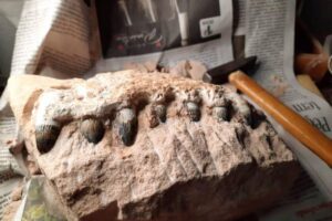 Fósses de dinssauros encontrados em SP