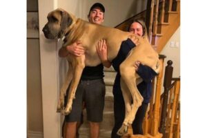 Scooby-Doo da vida real! Cão de 1,2 metro chama atenção por ter medo de (quase) tudo
