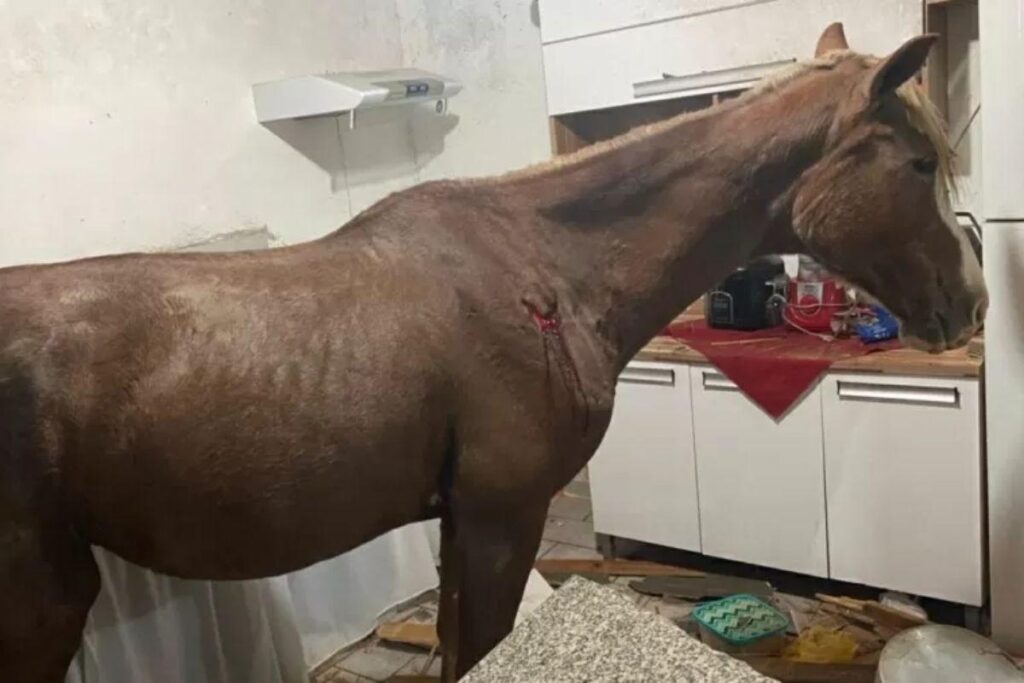 Cavalo cai de telhado e vai parar em cozinha