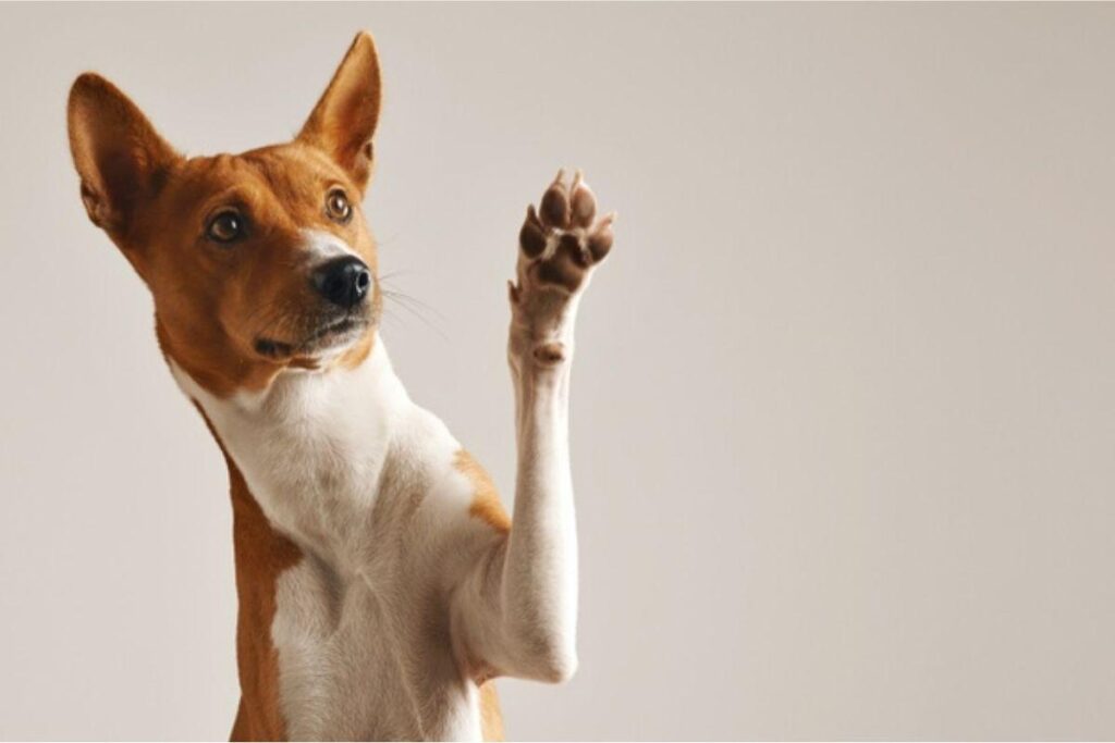 Os animais foram muito importantes para famílias em isolamento