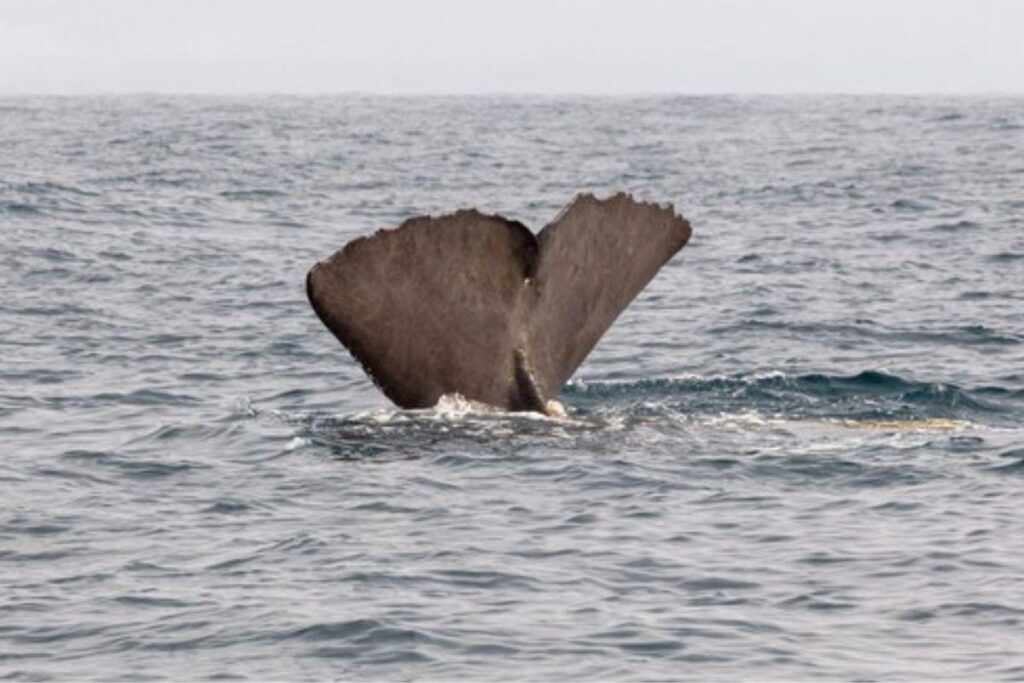 Pescadores encontram tesouro em barriga de baleia