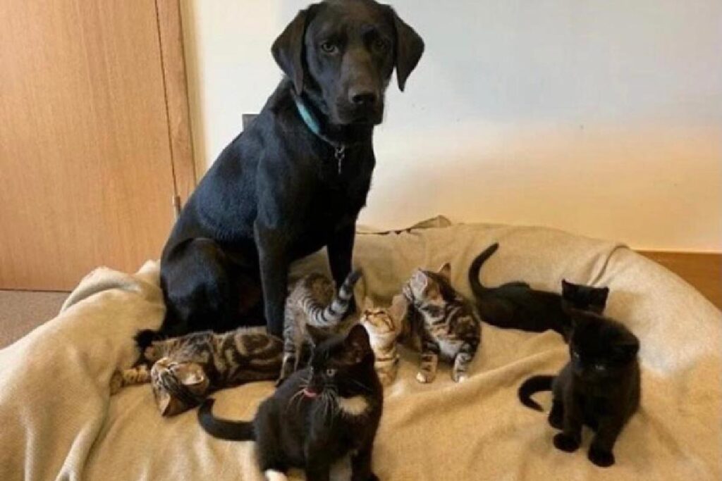 Cachorro Berti fez papel de pai substituto e cuidou de sete filhotes de gato órfãos