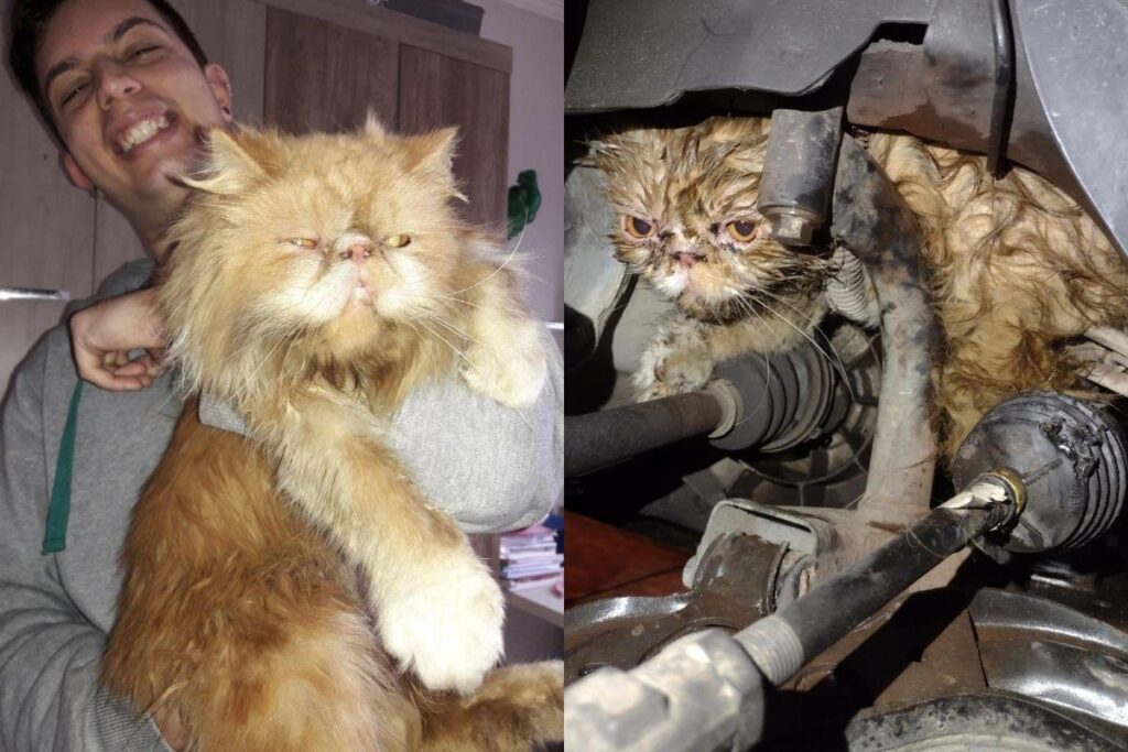 Golias foi encontrado no motor do carro de uma professora