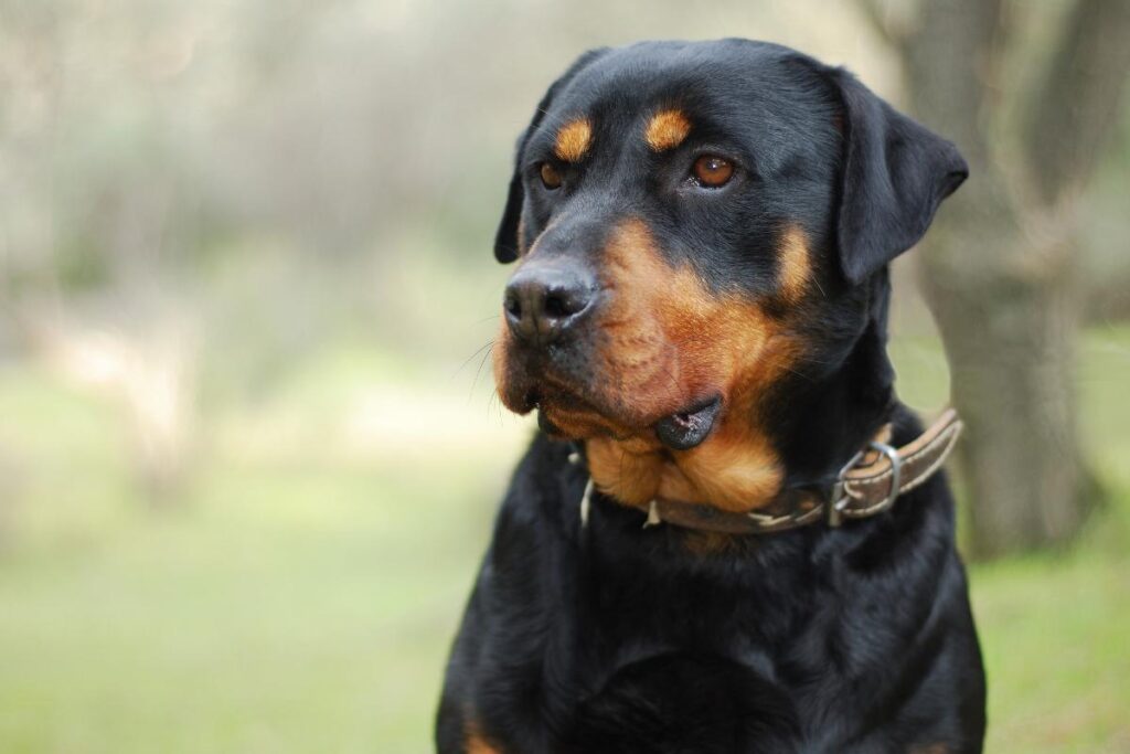 O cachorro era da família