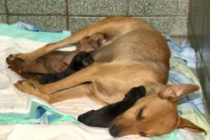 A cadela, “Amiga”, espera em frente à clínica veterinária para ganhar filhotes, no Espírito Santo