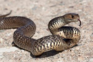 A cobra foi identificada como ‘dormideira’