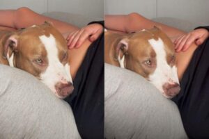 Goose arregala os olhos e presta atenção nos chutes do bebê