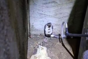 A cobra estava atrás da caixa acoplada do vaso