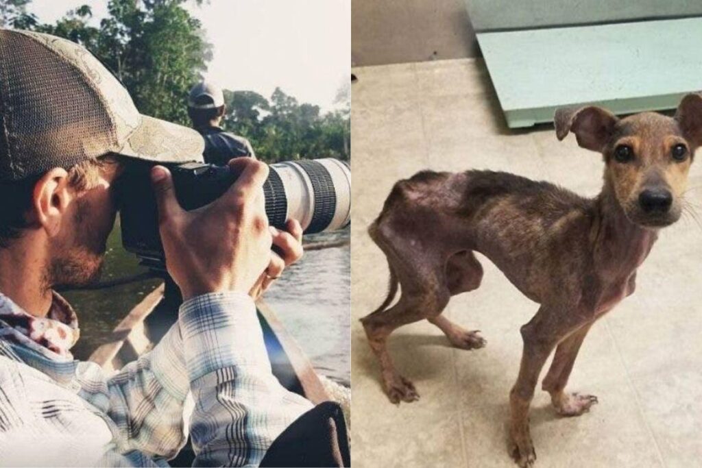 Cachorro abandonado é encontrado por fotógrafo
