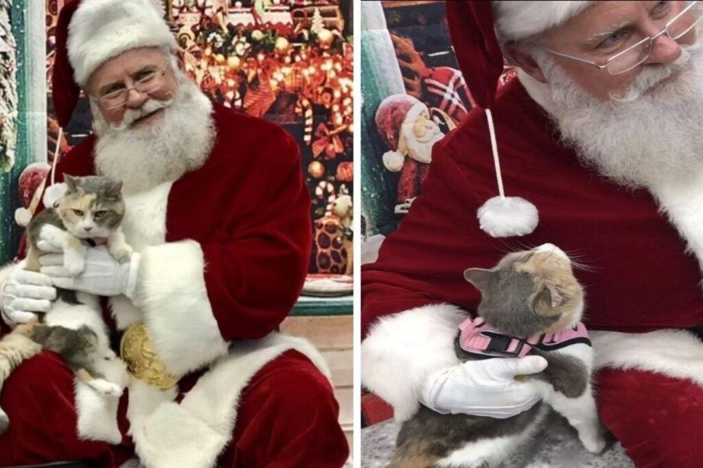 A gata ficou apaixonada pelo Papai Noel mesmo parecendo mal-humorada
