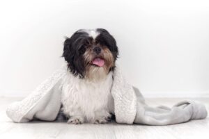 O documento visa facilitar o encontro de animais perdidos