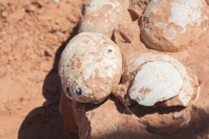 O paleontólogo contou com a ajuda da auxiliar de campo e estagiária do Museu de Paleontologia de Marília, Giovanna Paixão