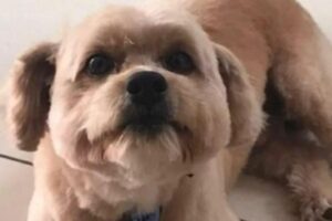Cachorro é esquecido dentro do carro de pet shop
