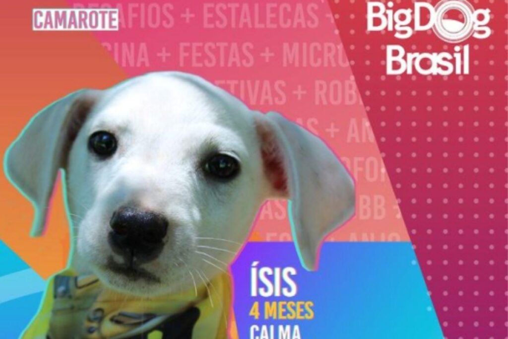 Big Dog Brasil