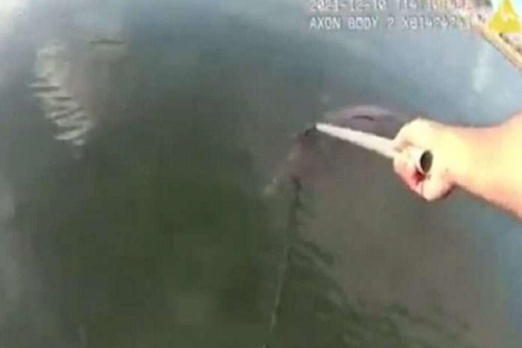 O golfinho felizmente foi salvo mas o policial teve um corte do dedo