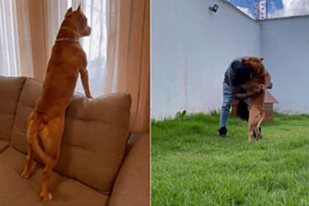 Glock estava com saudades do dono