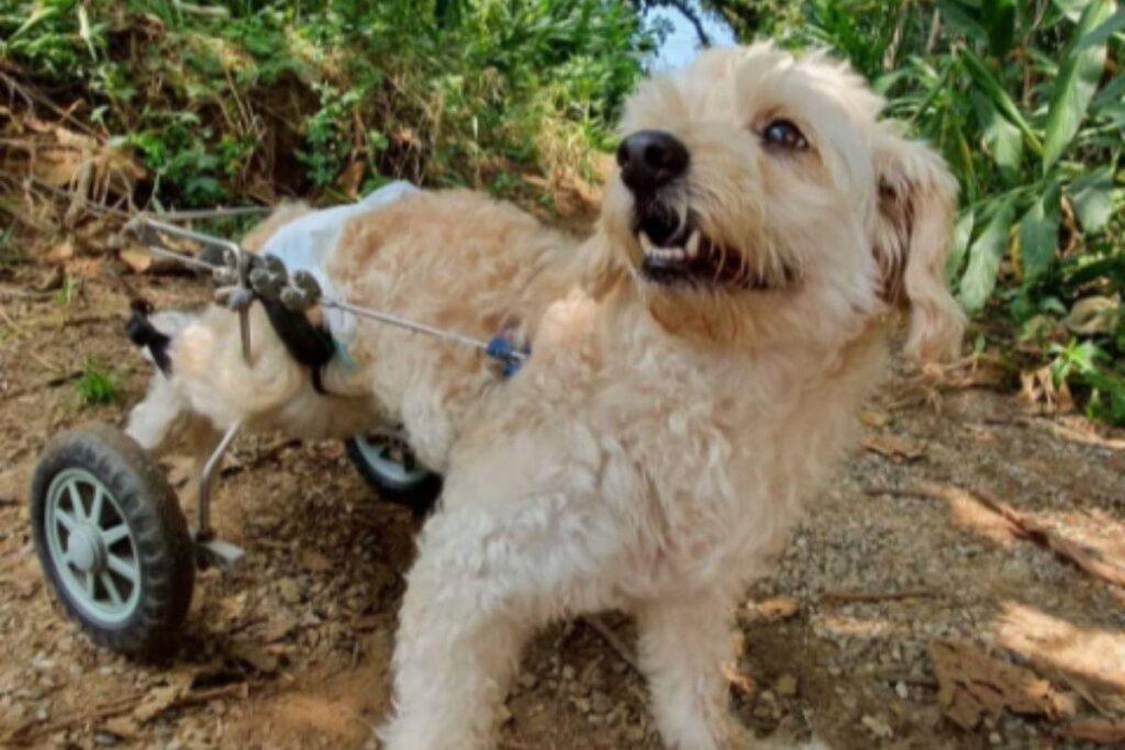 Família reencontra cachorro após cinco anos desaparecido