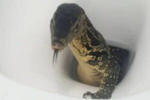 O animal fica por um tempo na privada e depois vai em bora