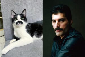 A marca de nascença parece um bigode