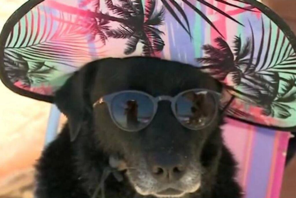Cachorro com chapéu e óculos escuros vira o primeiro meme de 2022