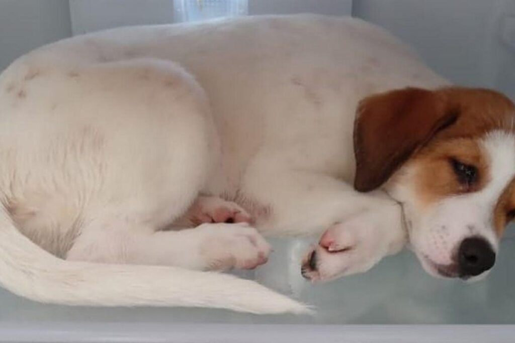 A cachorra se escondeu dentro da geladeira para fugir do calor