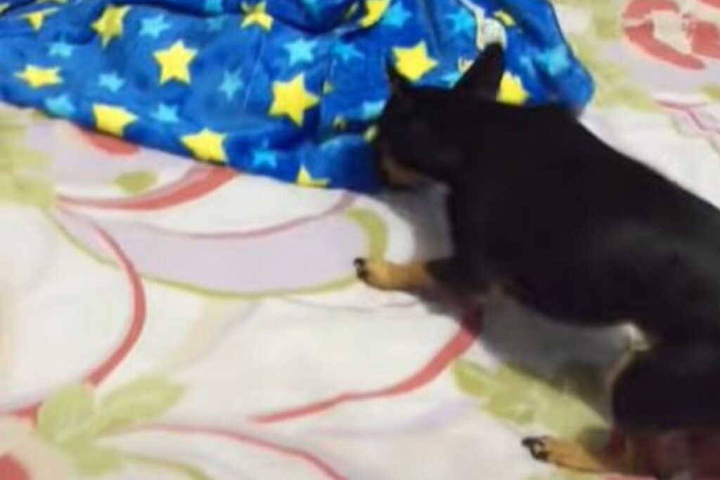 O animal não sossegou enquanto não cobriu o bebê por completo