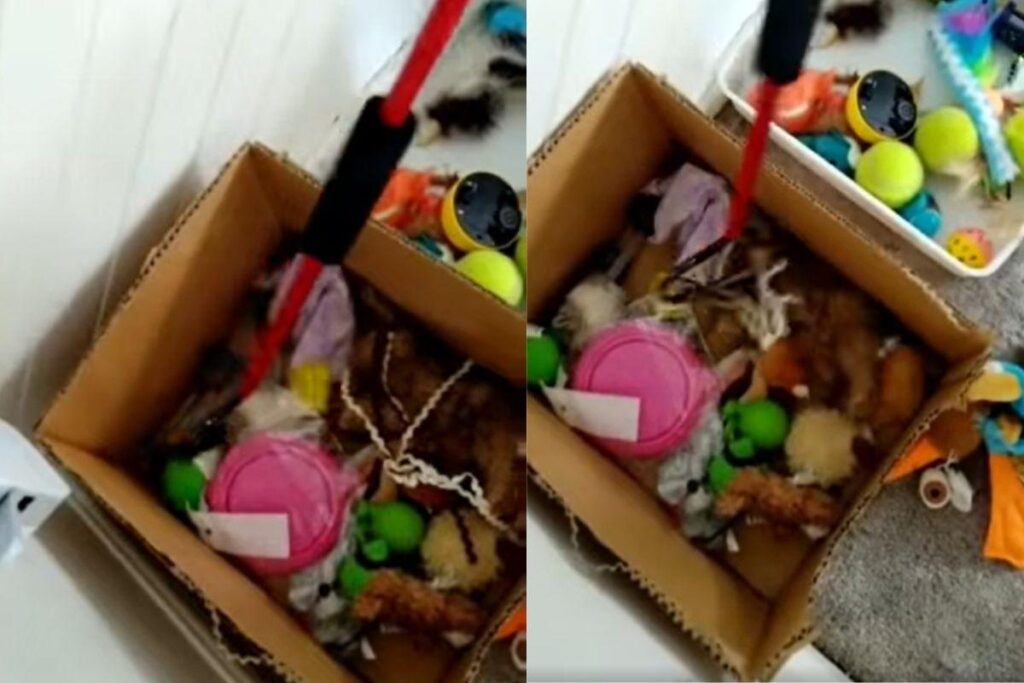 Mãe encontra cobra nos brinquedos da filha