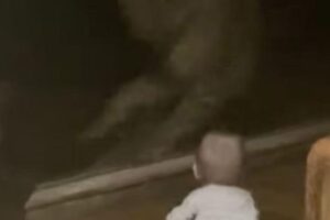 O guepardo chegou bem perto do bebê