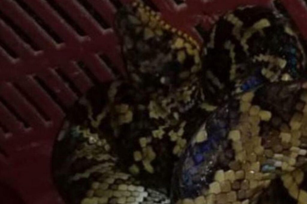 A cobra rara é a terceira encontrada desde 2017