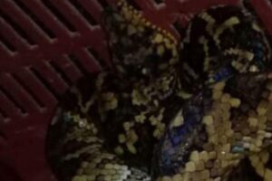 A cobra rara é a terceira encontrada desde 2017