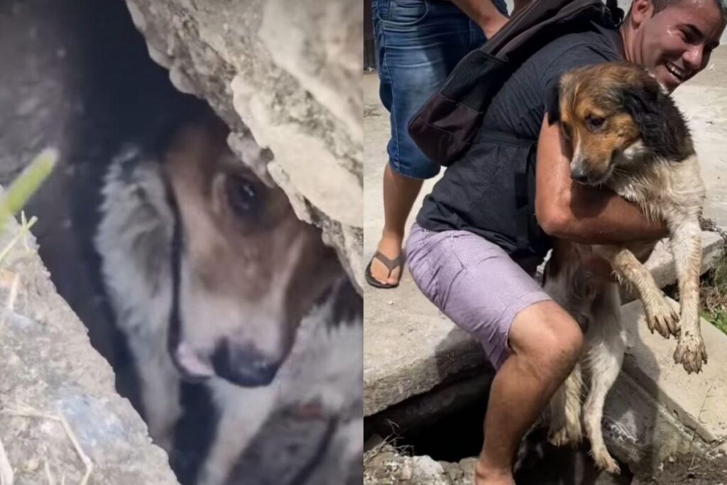 Os moradores resgataram o cachorro do bueiro