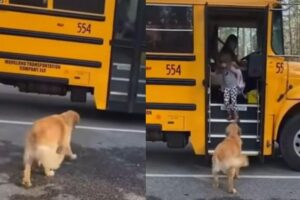 Quanta gentileza! Vídeo mostra cachorro esperando criança voltar da escola para carregar sua mochila